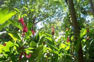 Hauts lieux de la flore à la Réunion-Location de voiture