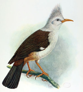 Huppe de bourbon - oiseaux disparus de la Réunion- Partie 2- Blog Rentacar Réunion