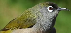 Les oiseaux forestiers de la  Réunion - Blog Rentacar