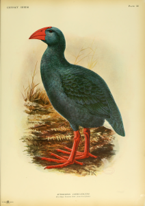 Oiseau bleu - oiseau disparus partie 4 - Blog Rentacar Réunion